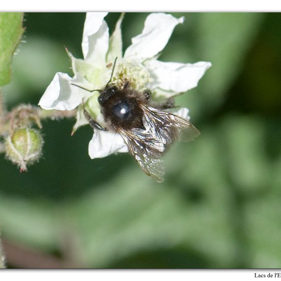 Baumhummel: Tier im Habitat Wald in der NatureSpots App