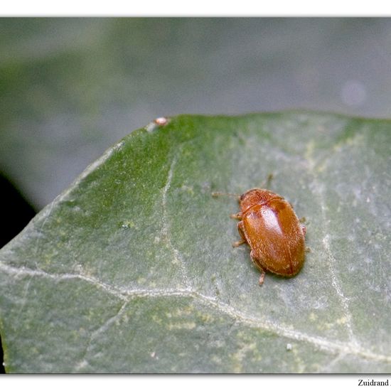 Länglichovaler Marienkäfer: Tier im Habitat Garten in der NatureSpots App