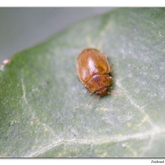 Länglichovaler Marienkäfer: Tier im Habitat Garten in der NatureSpots App