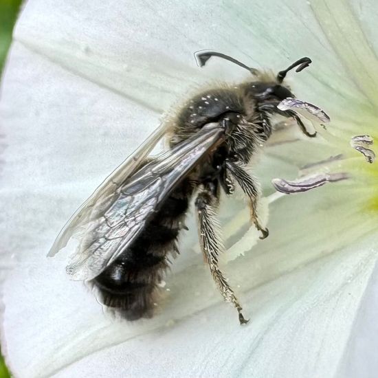 Spiralhornbienen: Tier im Habitat Garten in der NatureSpots App