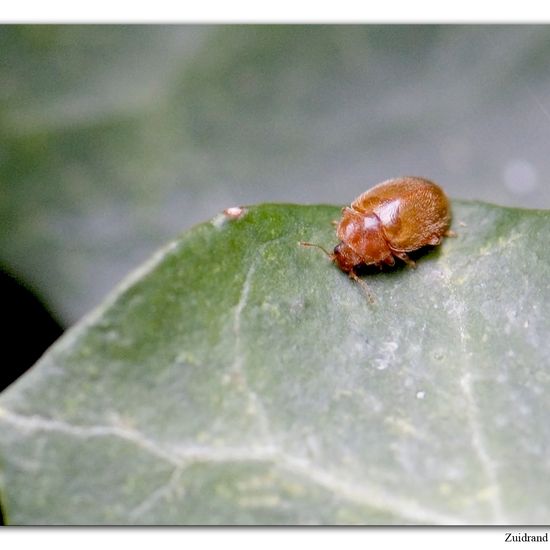 Länglichovaler Marienkäfer: Tier im Habitat Garten in der NatureSpots App