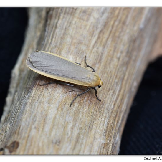 Nadelwald-Flechtenbärchen: Tier im Habitat Garten in der NatureSpots App