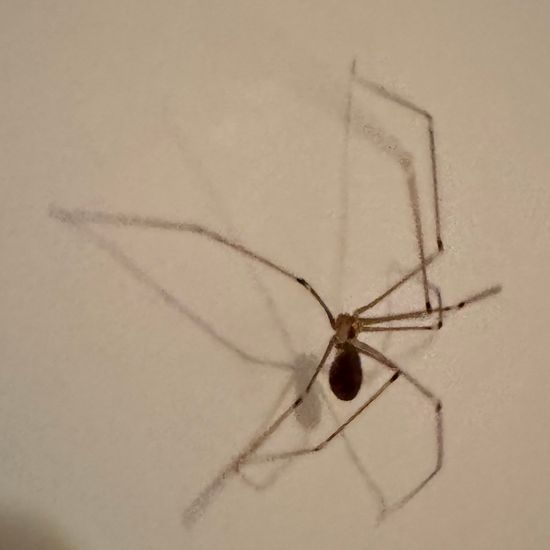 Pholcus phalangioides: Animal in habitat Living space or Indoor in the NatureSpots App