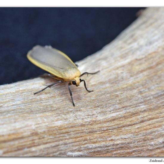 Nadelwald-Flechtenbärchen: Tier im Habitat Garten in der NatureSpots App