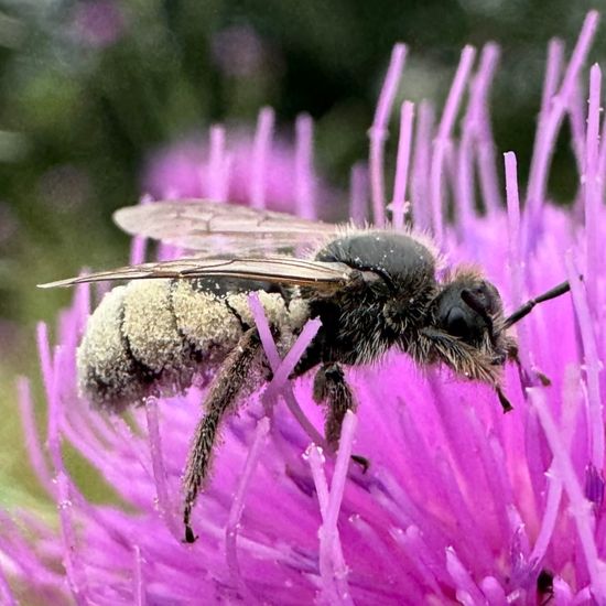 Spiralhornbienen: Tier im Habitat Garten in der NatureSpots App