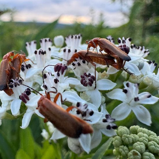 Common red soldier beetle: Animal in habitat Buffer strip in the NatureSpots App