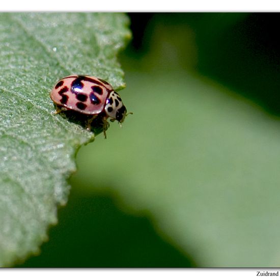 Kugeliger Marienkäfer: Tier im Habitat Garten in der NatureSpots App