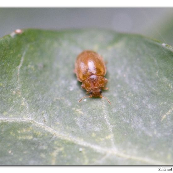 Länglichovaler Marienkäfer: Tier im Habitat Garten in der NatureSpots App