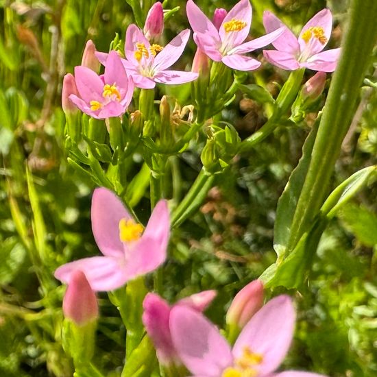 Echtes Tausendgüldenkraut: Pflanze im Habitat Naturnahe Wiese in der NatureSpots App