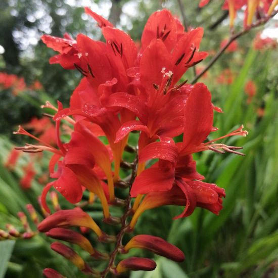 Crocosmia ×crocosmiiflora: Plant in habitat Garden in the NatureSpots App