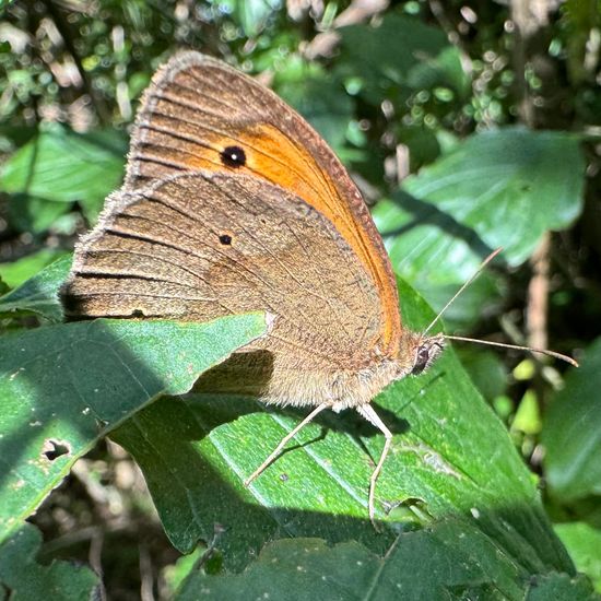 Großes Ochsenauge: Tier im Habitat Wald der gemäßigten Breiten in der NatureSpots App