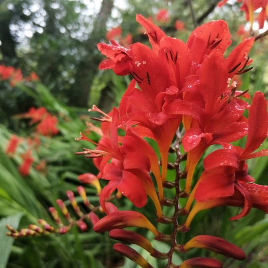 Crocosmia ×crocosmiiflora: Plant in habitat Garden in the NatureSpots App