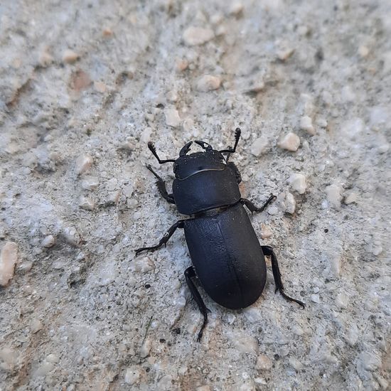 Dorcus parallelipipedus: Animal in habitat Garden in the NatureSpots App