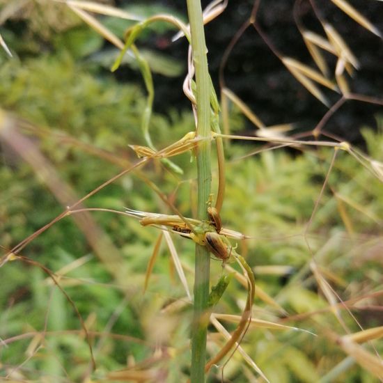 another species: Plant in habitat Garden in the NatureSpots App