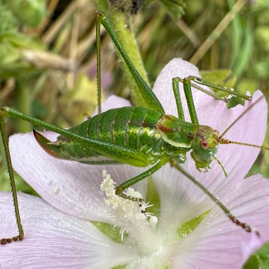 Gestreifte Zartschrecke: Tier im Habitat Landwirtschaftliche Wiese in der NatureSpots App