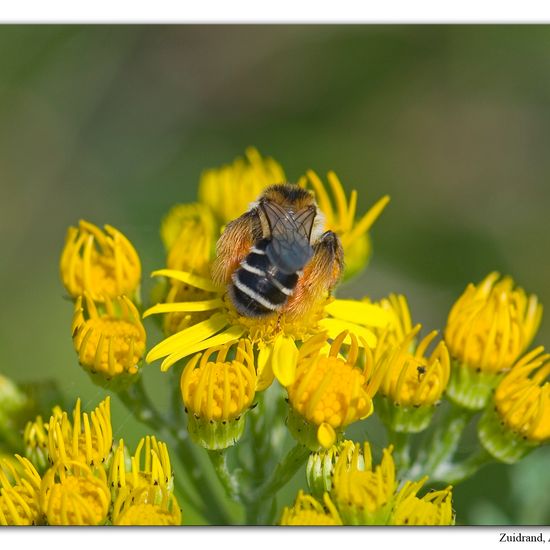 Dasypoda: Tier im Habitat Naturnahe Wiese in der NatureSpots App