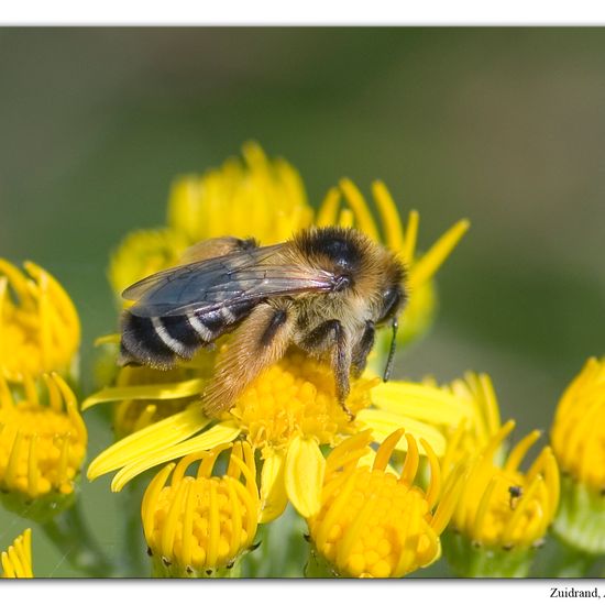 Dasypoda: Tier im Habitat Naturnahe Wiese in der NatureSpots App