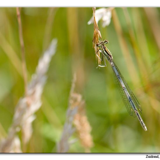 White-legged Damselfly: Animal in habitat Natural Meadow in the NatureSpots App