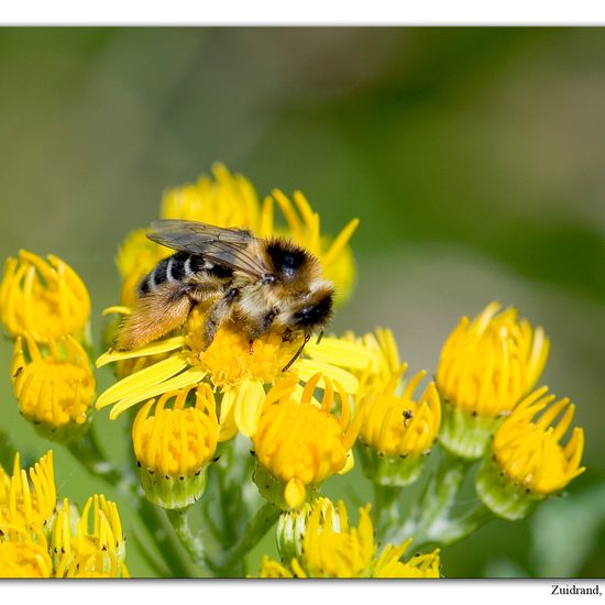 Dasypoda: Tier im Habitat Naturnahe Wiese in der NatureSpots App