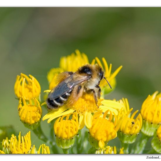 Dasypoda: Tier im Habitat Naturnahe Wiese in der NatureSpots App