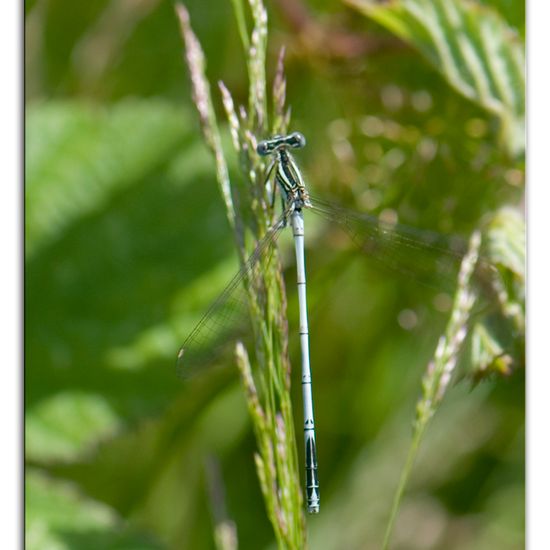 White-legged Damselfly: Animal in habitat Natural Meadow in the NatureSpots App