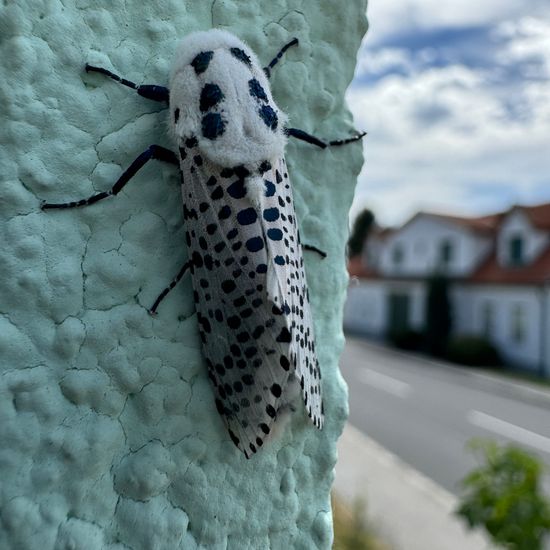 Zeuzera pyrina pyrina: Tier in der Natur in der NatureSpots App