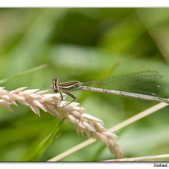 White-legged Damselfly: Animal in habitat Natural Meadow in the NatureSpots App