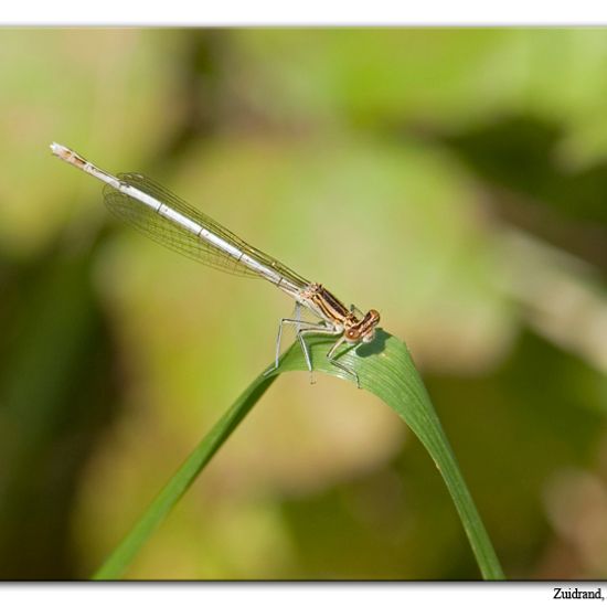 White-legged Damselfly: Animal in habitat Natural Meadow in the NatureSpots App