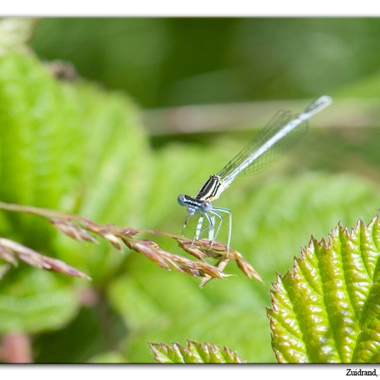 White-legged Damselfly: Animal in habitat Natural Meadow in the NatureSpots App