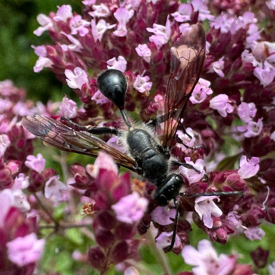 Stahlblauer Grillenjäger: Tier im Habitat Naturnahe Wiese in der NatureSpots App