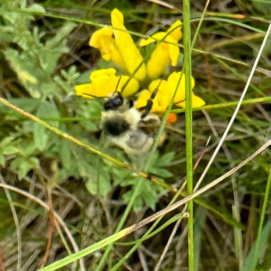 Hummeln: Tier im Habitat Naturnahe Wiese in der NatureSpots App