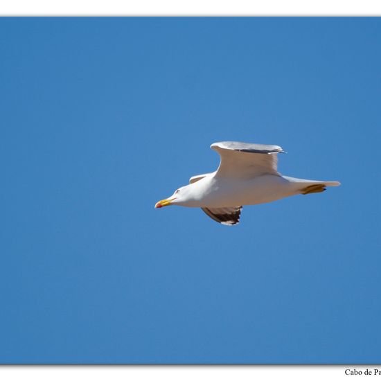 Yellow-legged Gull: Animal in habitat Rocky coast in the NatureSpots App