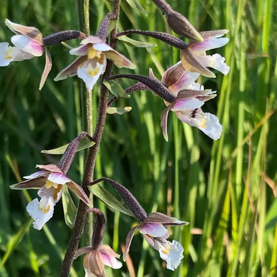 Sumpf-Stendelwurz: Pflanze im Habitat Naturnahe Wiese in der NatureSpots App