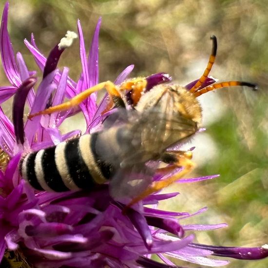 Halictus sexcinctus: Animal in habitat Natural Meadow in the NatureSpots App