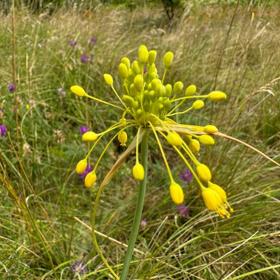 Gelber Lauch: Pflanze im Habitat Halb-natürliches Grasland in der NatureSpots App