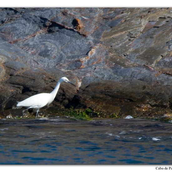 Seidenreiher: Tier im Habitat Felsküste in der NatureSpots App