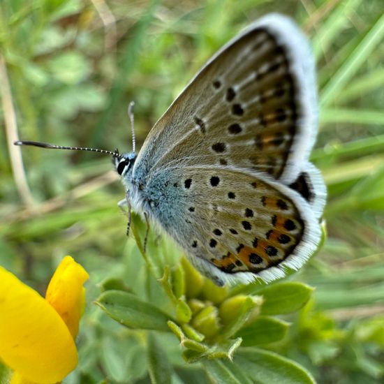 Plebejus argus: Animal in habitat Semi-natural grassland in the NatureSpots App