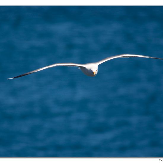 Yellow-legged Gull: Animal in habitat Rocky coast in the NatureSpots App