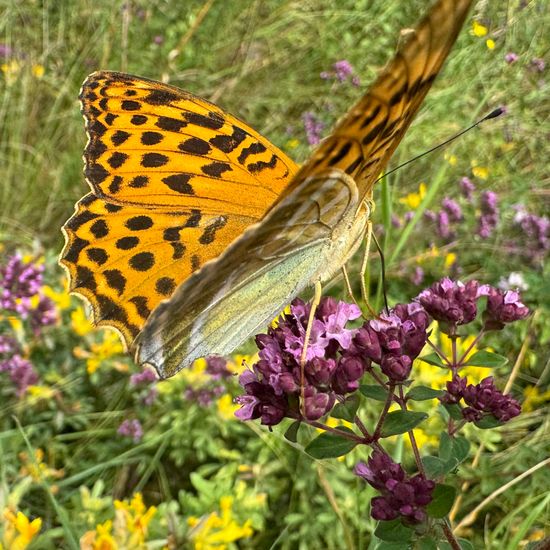 Argynnis paphia: Animal in habitat Natural Meadow in the NatureSpots App