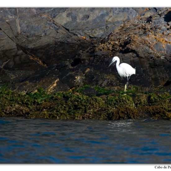 Little Egret: Animal in habitat Rocky coast in the NatureSpots App