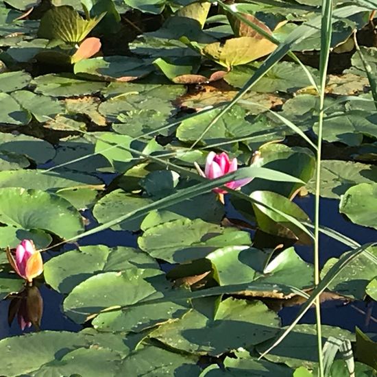 Seerosen: Pflanze im Habitat See in der NatureSpots App