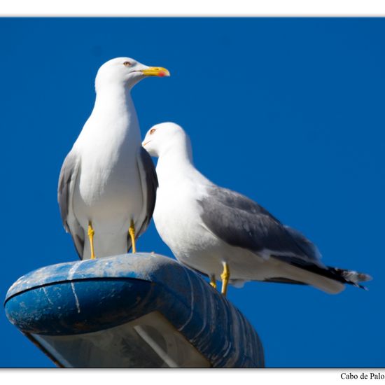 Yellow-legged Gull: Animal in habitat Rocky coast in the NatureSpots App