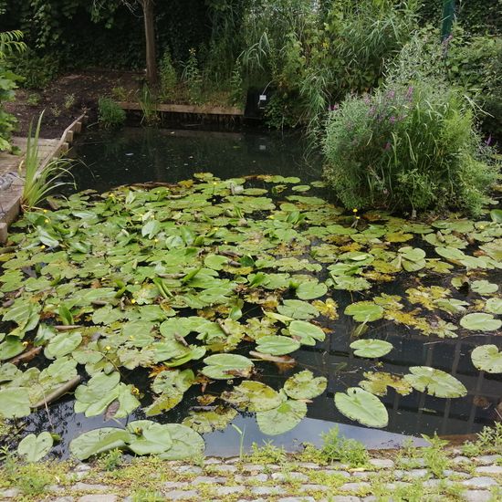 Graureiher: Tier im Habitat Garten in der NatureSpots App