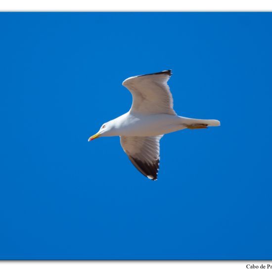 Yellow-legged Gull: Animal in habitat Rocky coast in the NatureSpots App