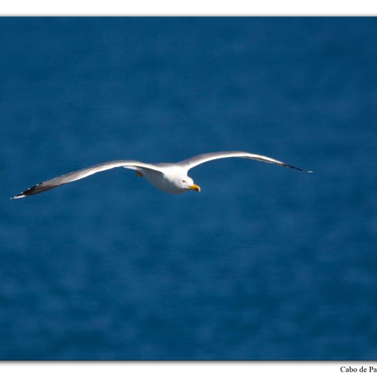 Yellow-legged Gull: Animal in habitat Rocky coast in the NatureSpots App