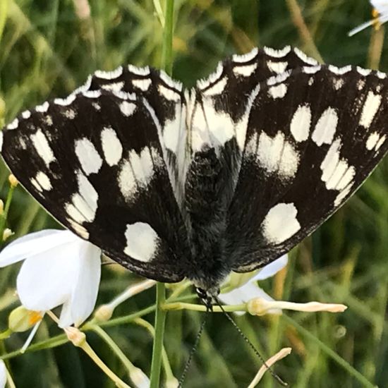 Melanargia galathea: Animal in habitat Natural Meadow in the NatureSpots App