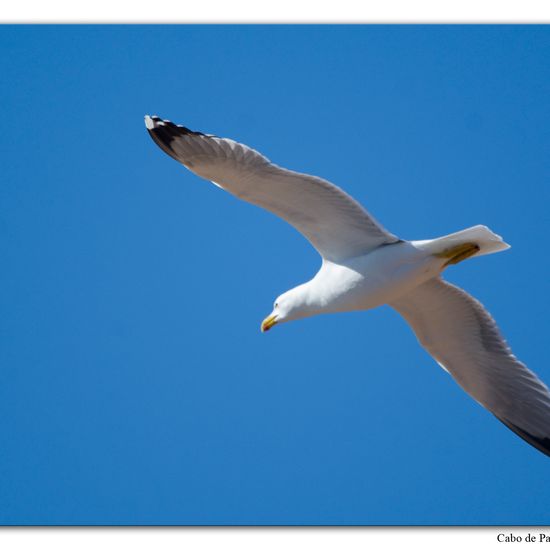 Yellow-legged Gull: Animal in habitat Rocky coast in the NatureSpots App