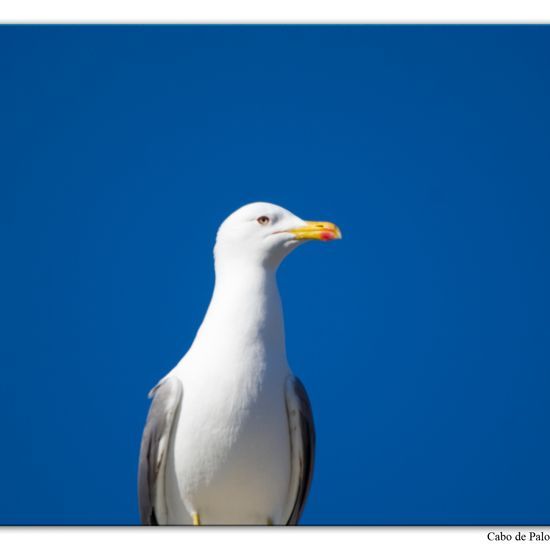 Yellow-legged Gull: Animal in habitat Rocky coast in the NatureSpots App