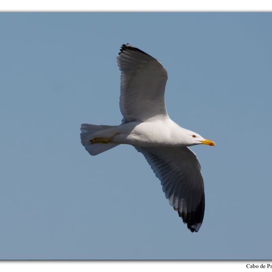 Caspian Gull: Animal in habitat Rocky coast in the NatureSpots App