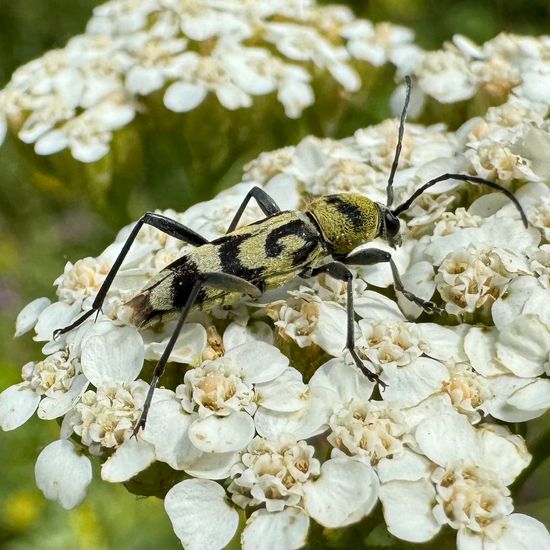 Variabler Widderbock: Tier im Habitat Naturnahe Wiese in der NatureSpots App